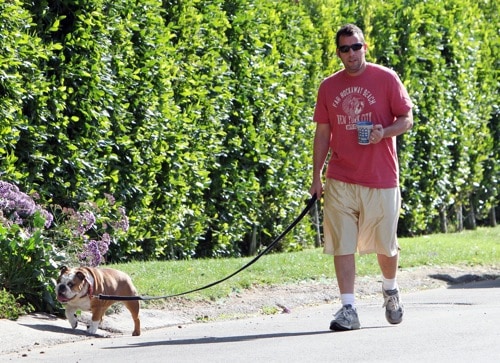 Celebrities Who Love to Walk Their Dogs