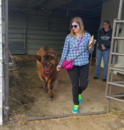 Emma training a steer at K9 Lifeline